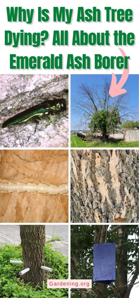 Why Is My Ash Tree Dying? All About the Emerald Ash Borer pinterest image.