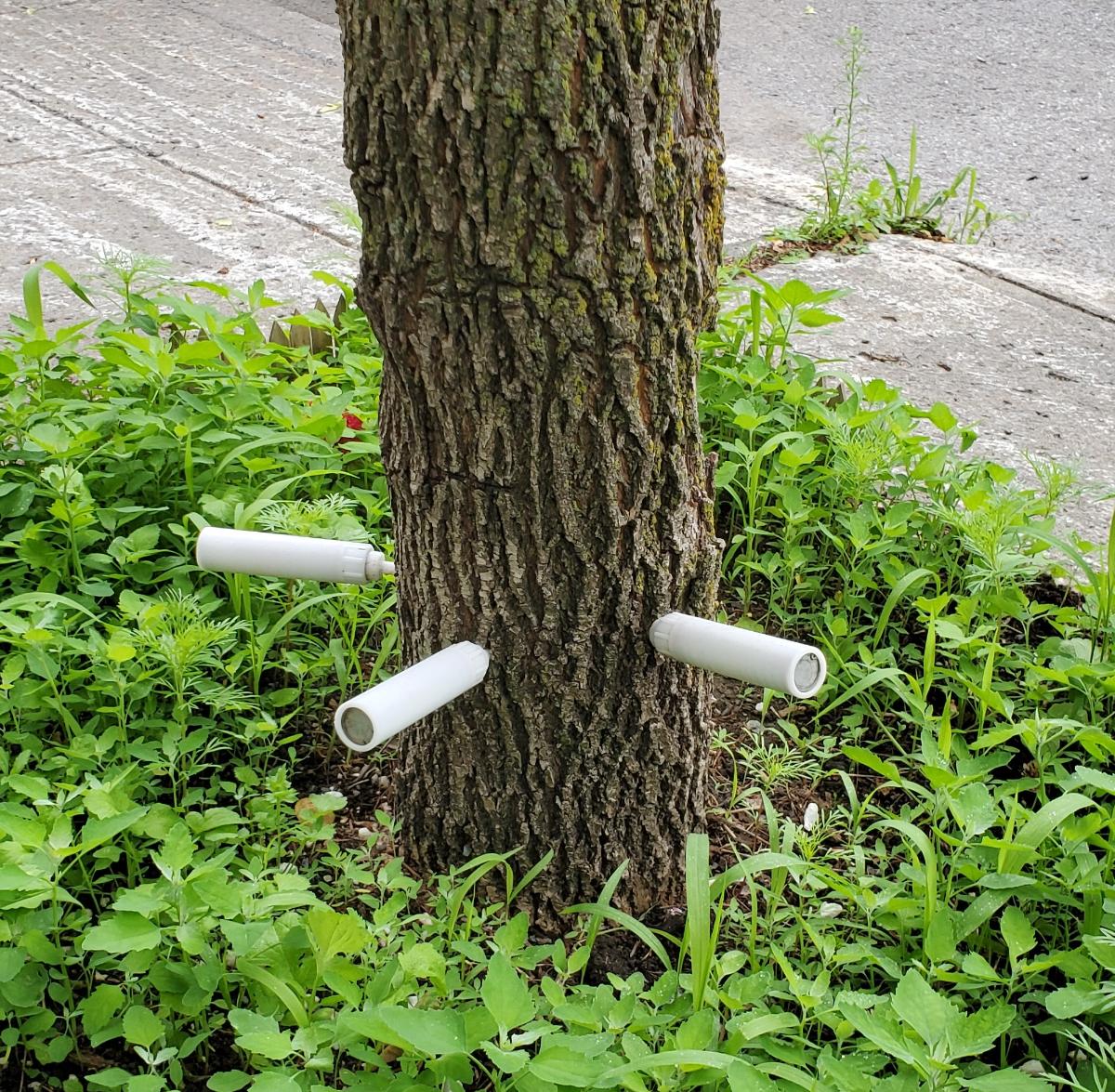 Ash tree under treatment for emerald Ash borer