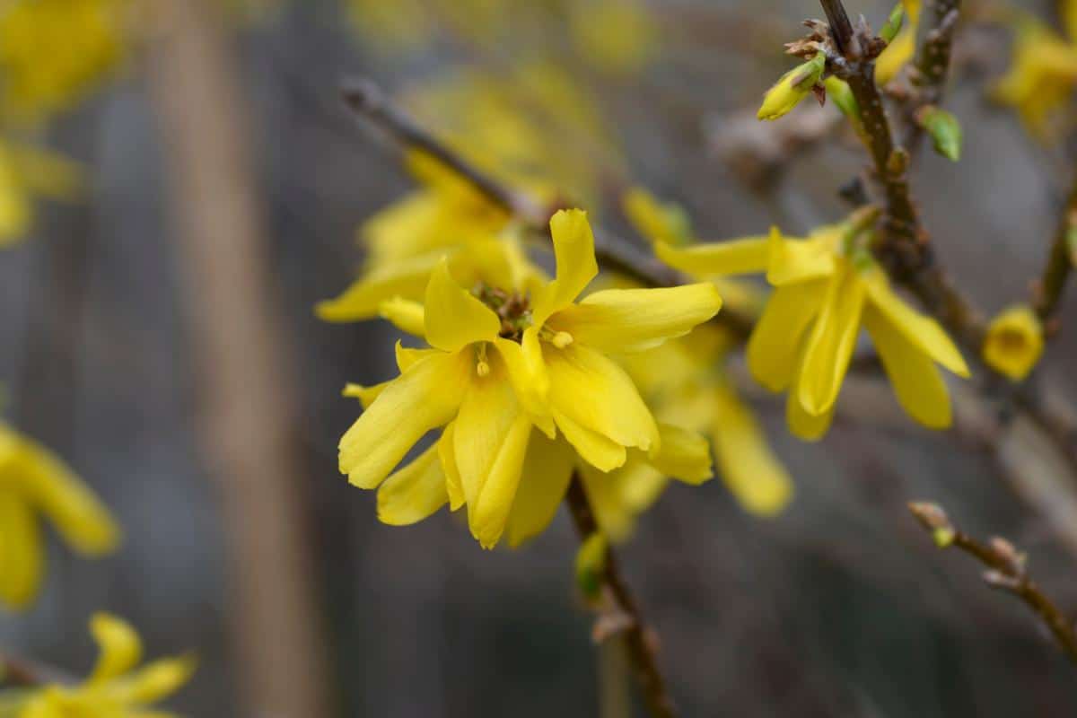 Forsythia in bloom, a phenological sign