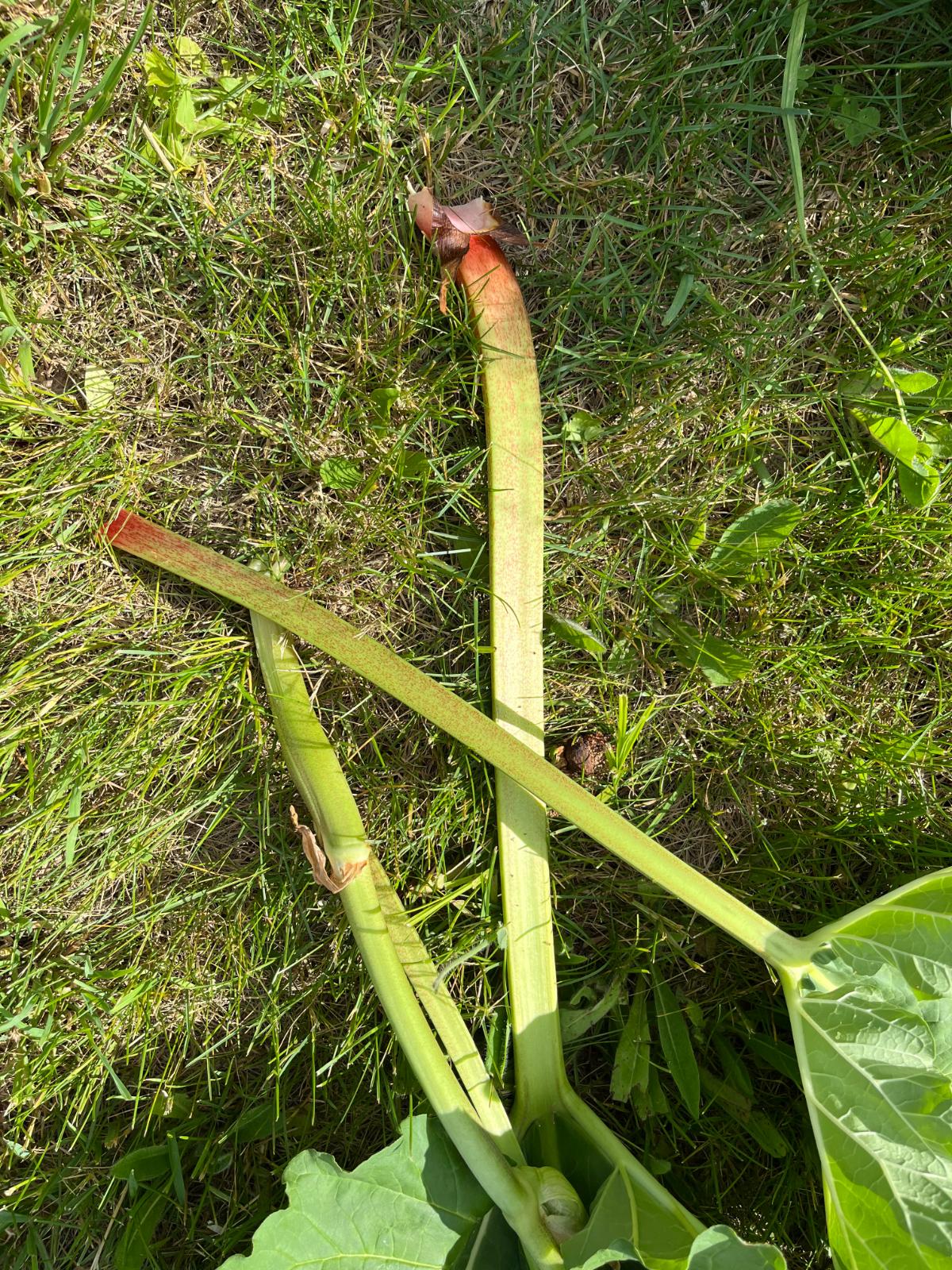 "Ripe" rhubarb stalks with a lot of green color
