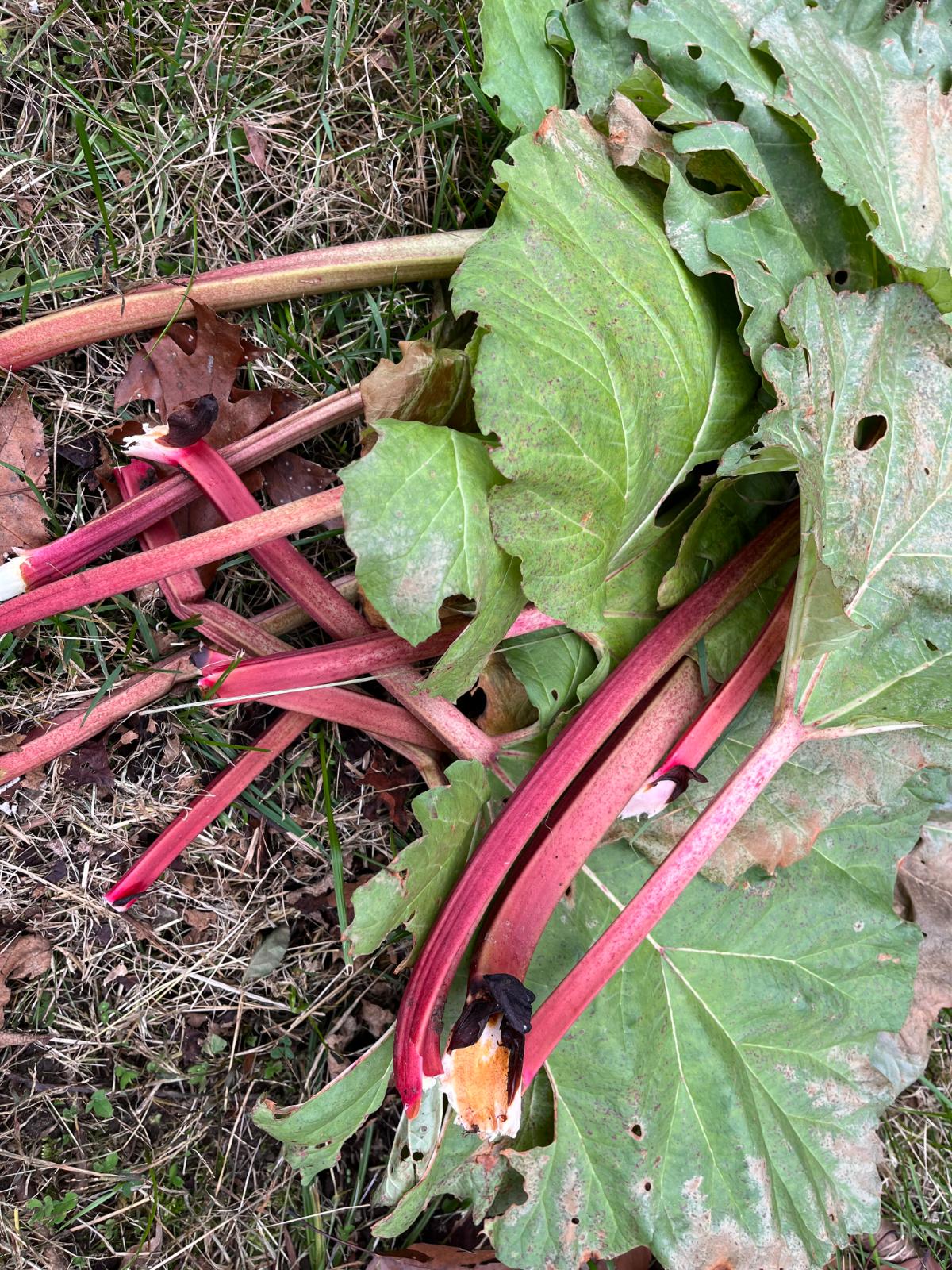 Stalks of rhubarb pulled from the plant