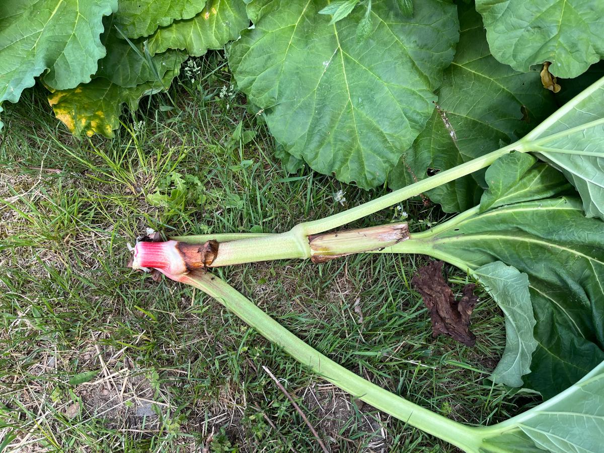 A flower stalks removed from rhubarb plant