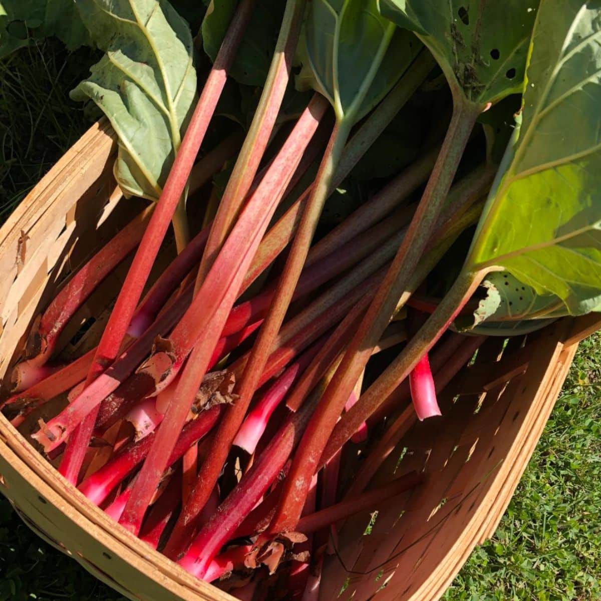 A basket full of harvested rhubarb.