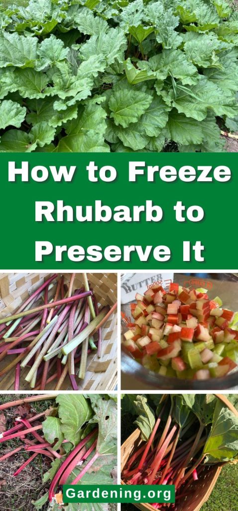 How to Freeze Rhubarb to Preserve It pinterest image.