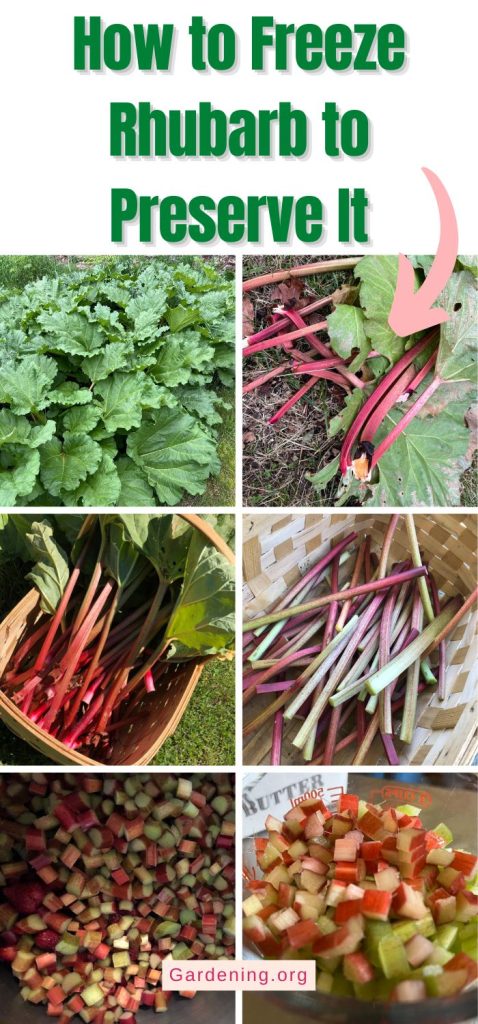 How to Freeze Rhubarb to Preserve It pinterest image.