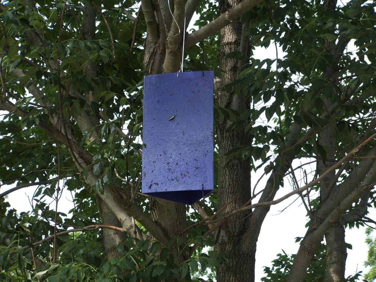 Ash borer monitoring trap