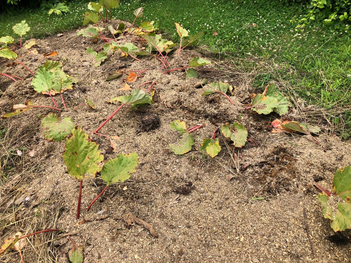 Compost around a rhubarb patch