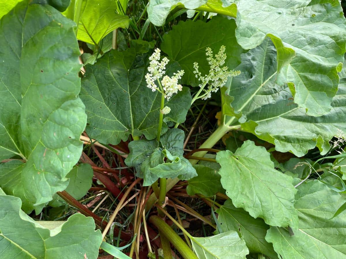 Thin stalks in the middle of a rhubarb plant