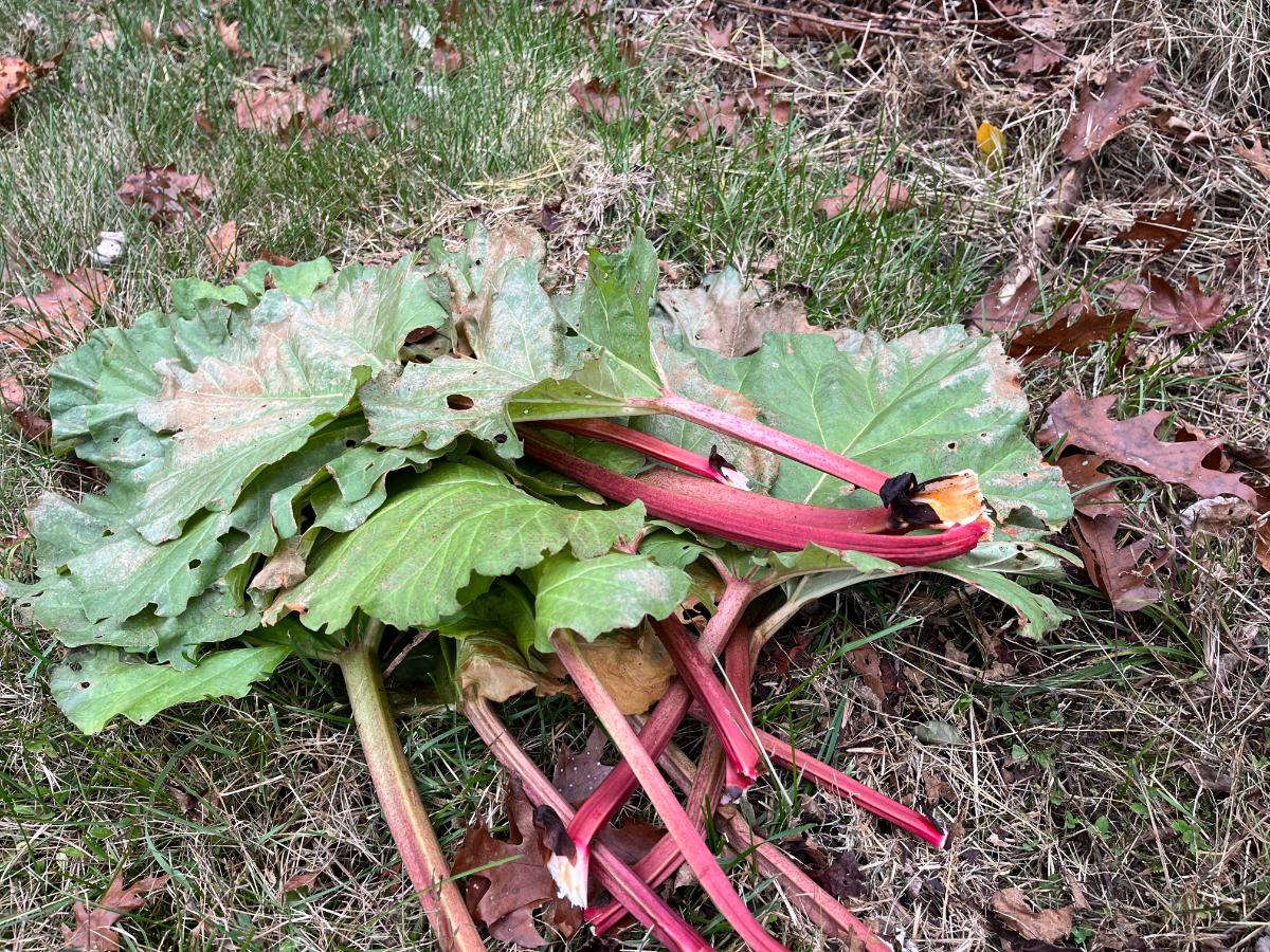 Stalks of rhubarb 