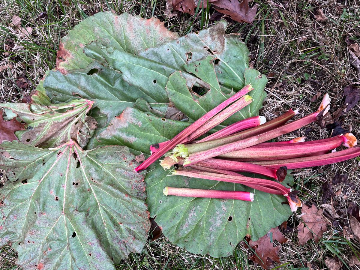Raw stalks of rhubarb