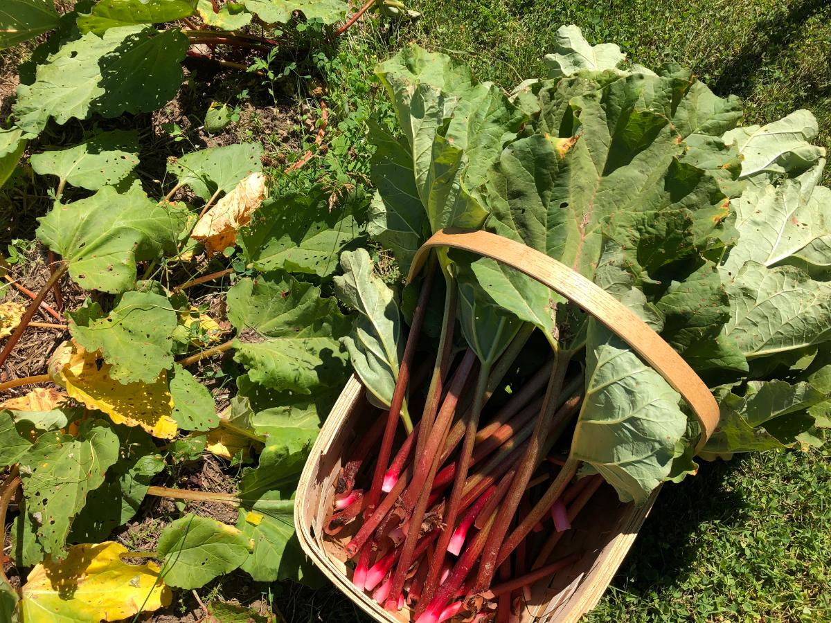Red and green harvested stalks of rhubarb