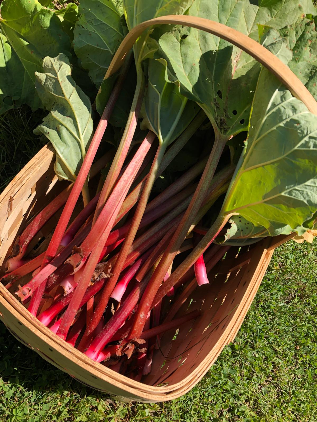 Rhubarb in a harvest basket
