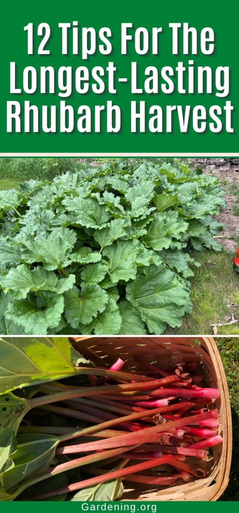 12 Tips For The Longest-Lasting Rhubarb Harvest pinterest image.