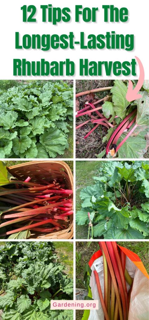 12 Tips For The Longest-Lasting Rhubarb Harvest pinterest image.