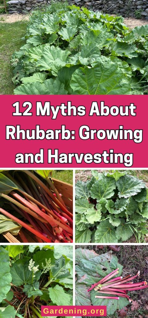 12 Myths About Rhubarb: Growing and Harvesting pinterest image.