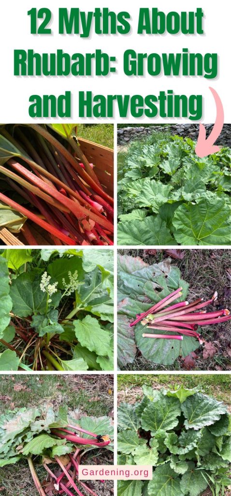 12 Myths About Rhubarb: Growing and Harvesting pinterest image.