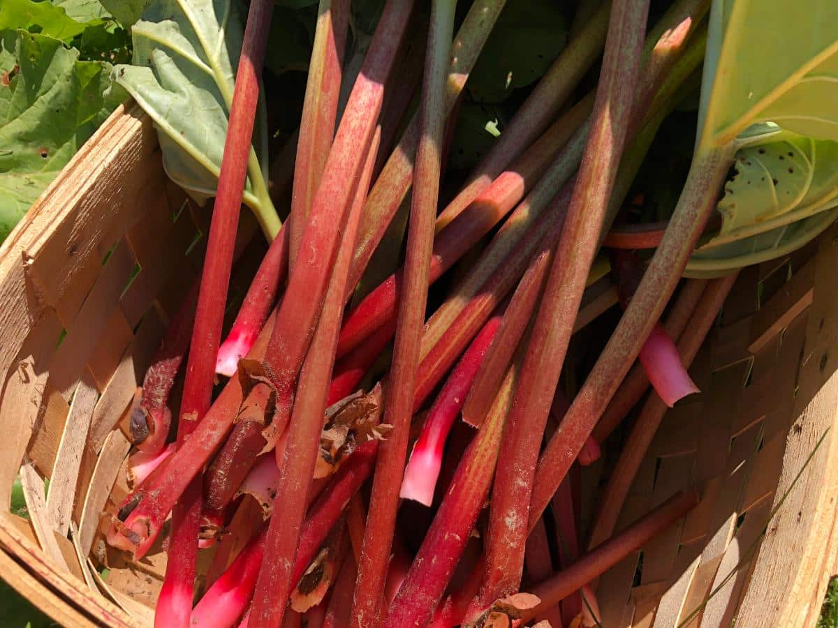 Stalks of freshly harvested rhubarb