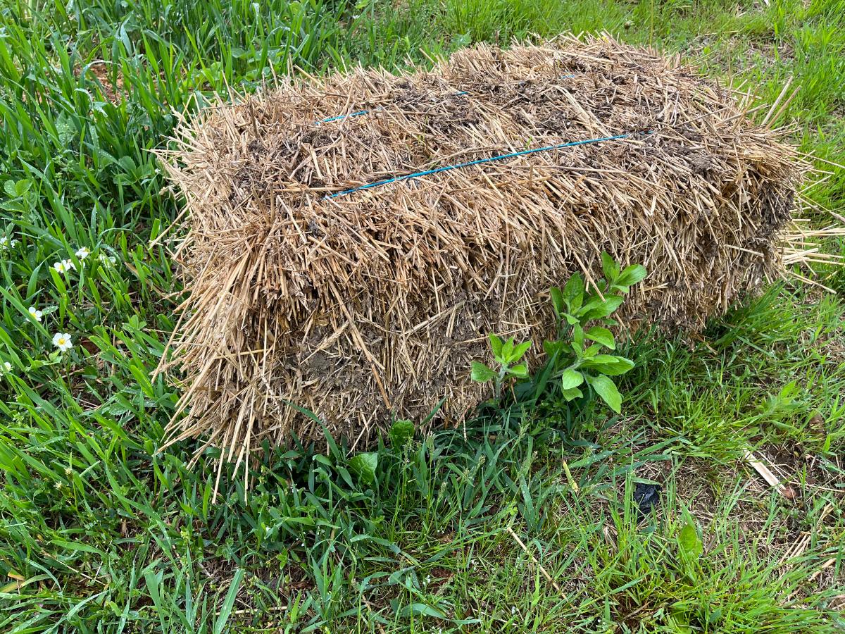 An old bale of mulch straw
