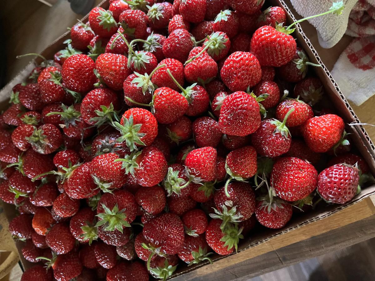 Homegrown fresh strawberries