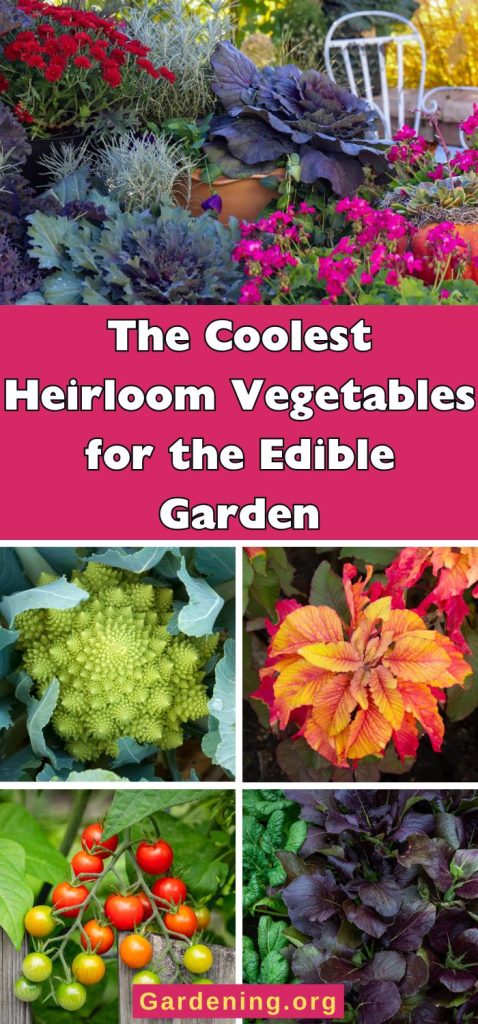 The Coolest Heirloom Vegetables for the Edible Garden pinterest image.