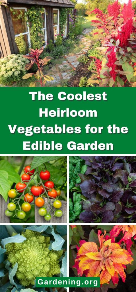 The Coolest Heirloom Vegetables for the Edible Garden pinterest image.