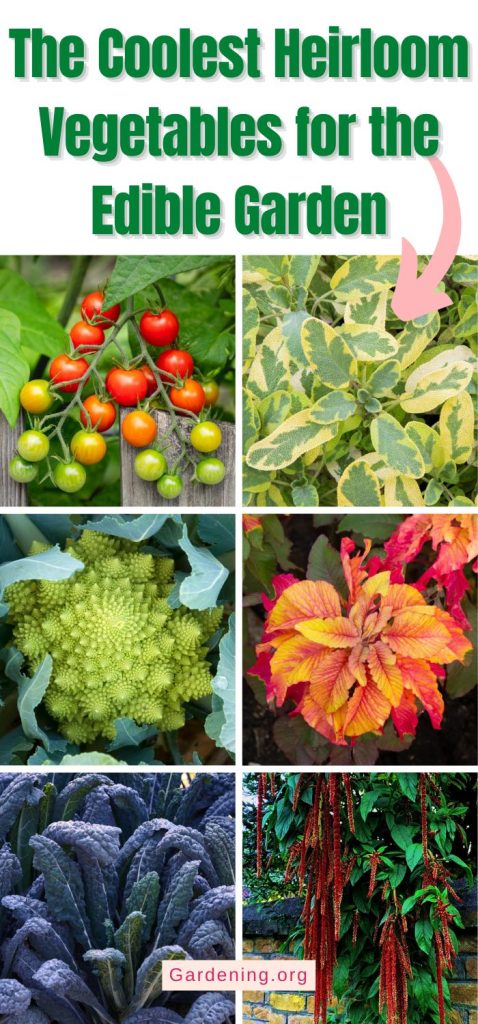 The Coolest Heirloom Vegetables for the Edible Garden pinterest image.