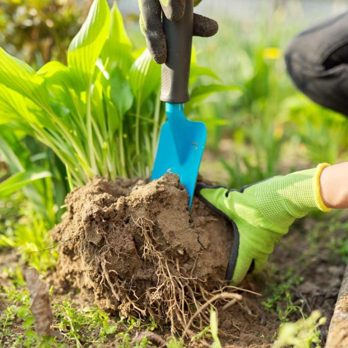 A gardener with a small shovel is dividing a hosta plant.