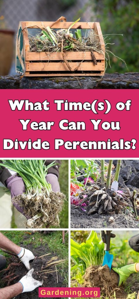 What Time(s) of Year Can You Divide Perennials? pinterest image.