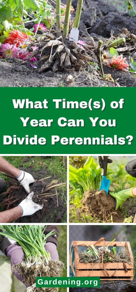 What Time(s) of Year Can You Divide Perennials? pinterest image.