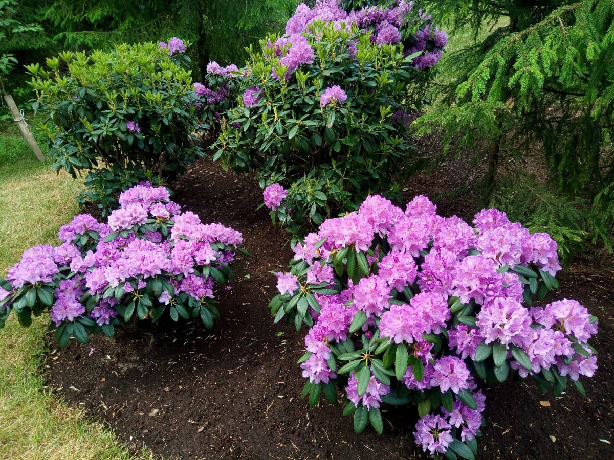 Spring flowering rhododendron shrubs