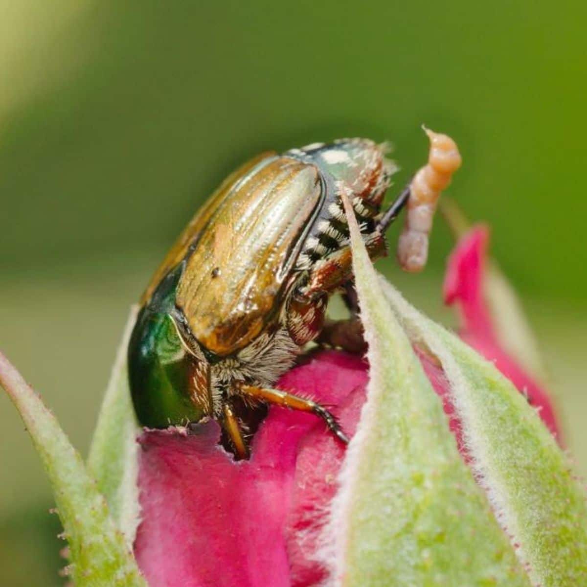 A japanese beetle on a rosebud.