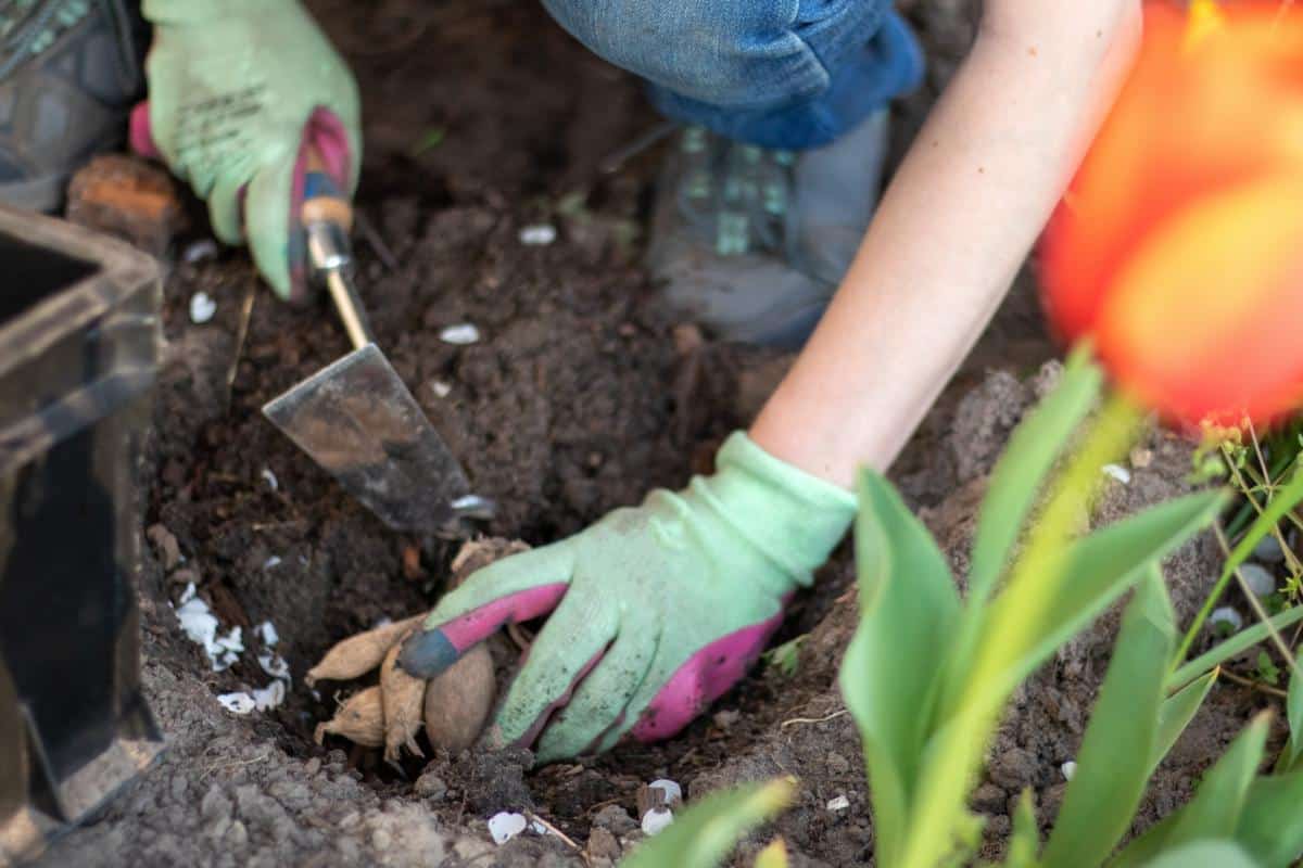 Planting spring tubers