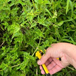 A gardener is harvesting fresh mint.