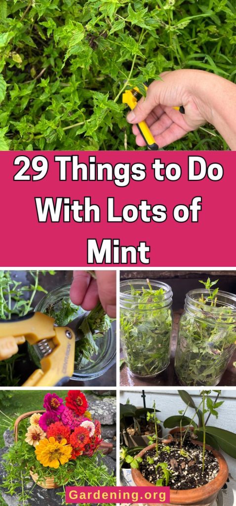 29 Things to Do With Lots of Mint pinterest image.