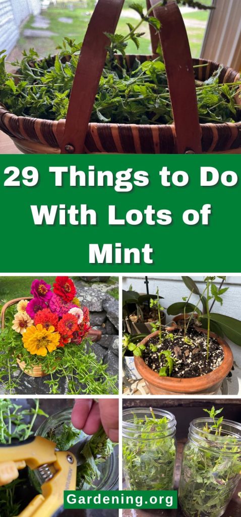 29 Things to Do With Lots of Mint pinterest image.