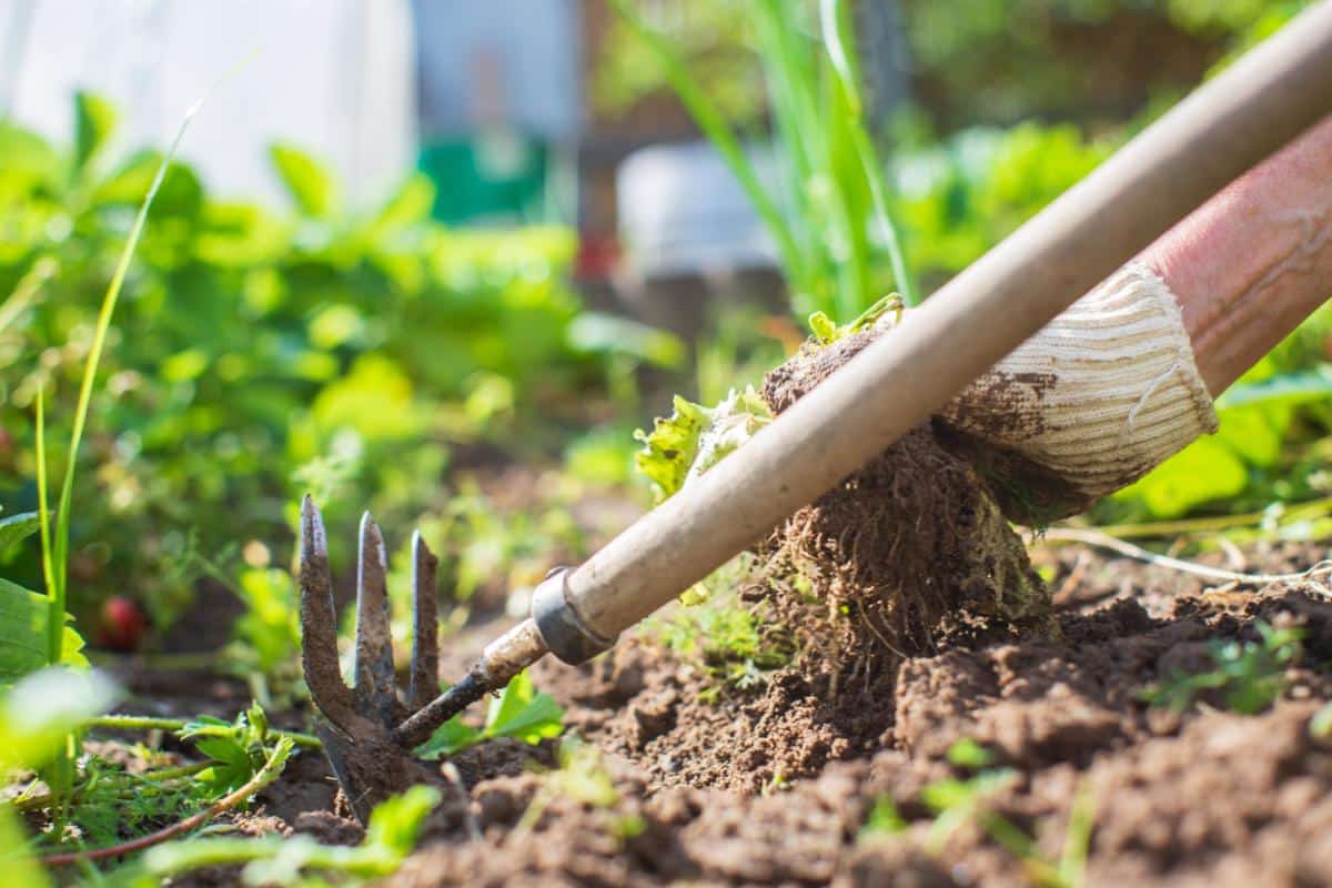 Weeding in the summer perennial garden