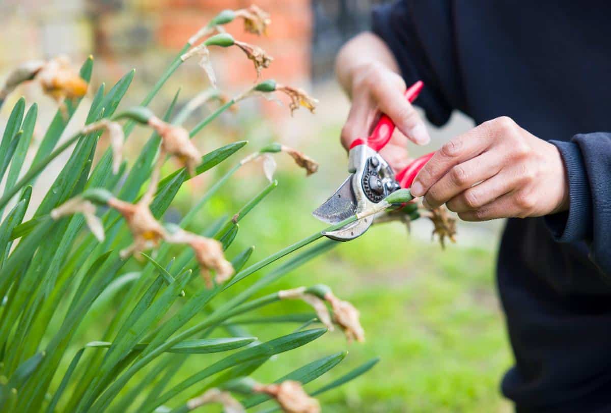 Trimming a spent flower head