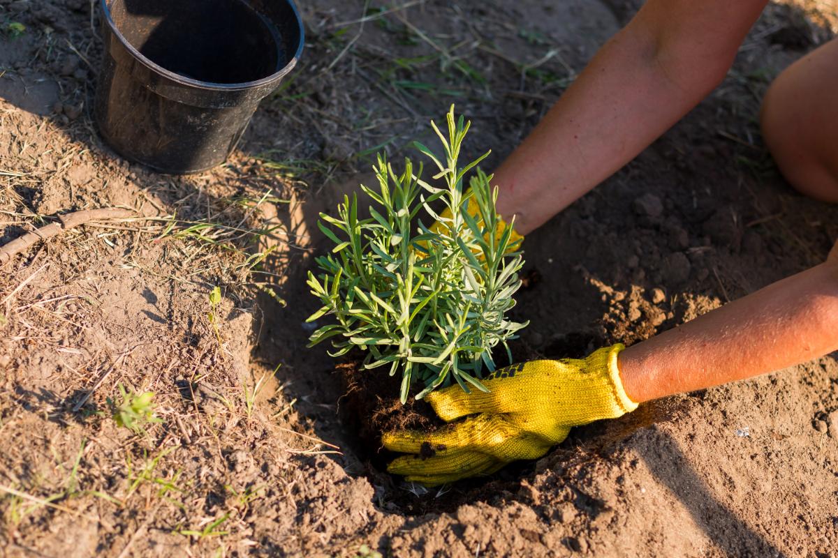 Adding plants to a perennial bed to fill in flower displays