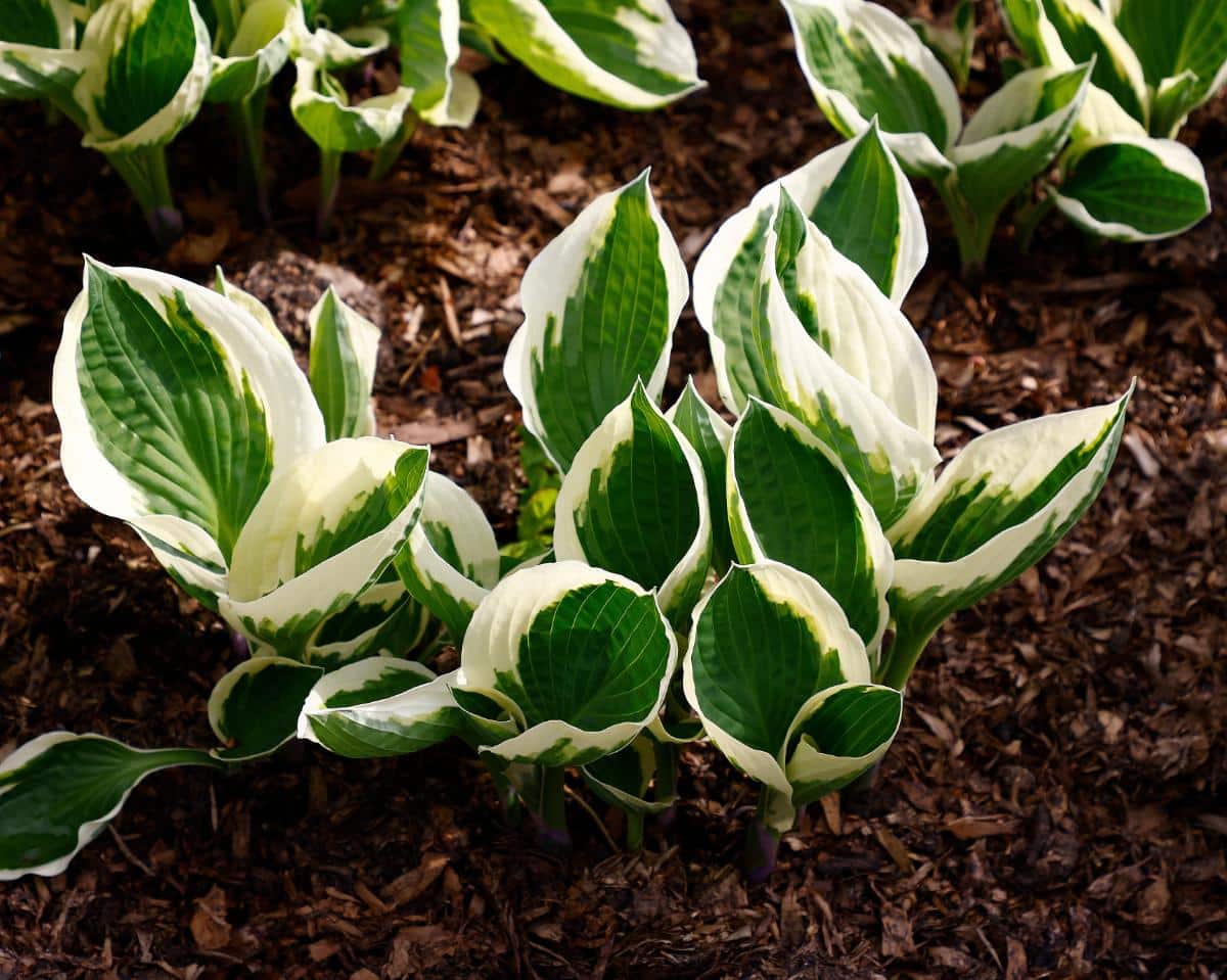 Variegated hosta plant