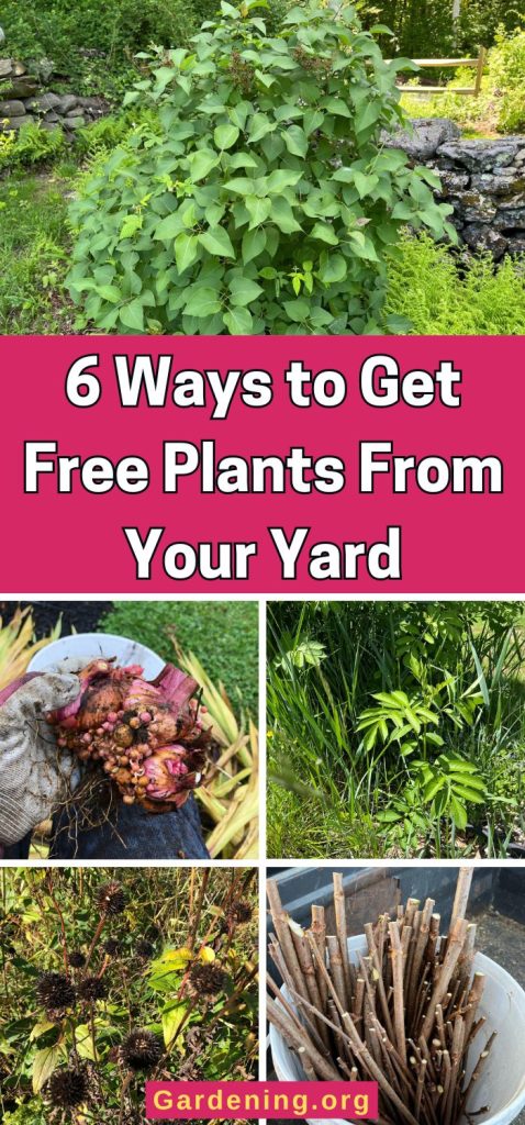 6 Ways to Get Free Plants From Your Yard pinterest image.