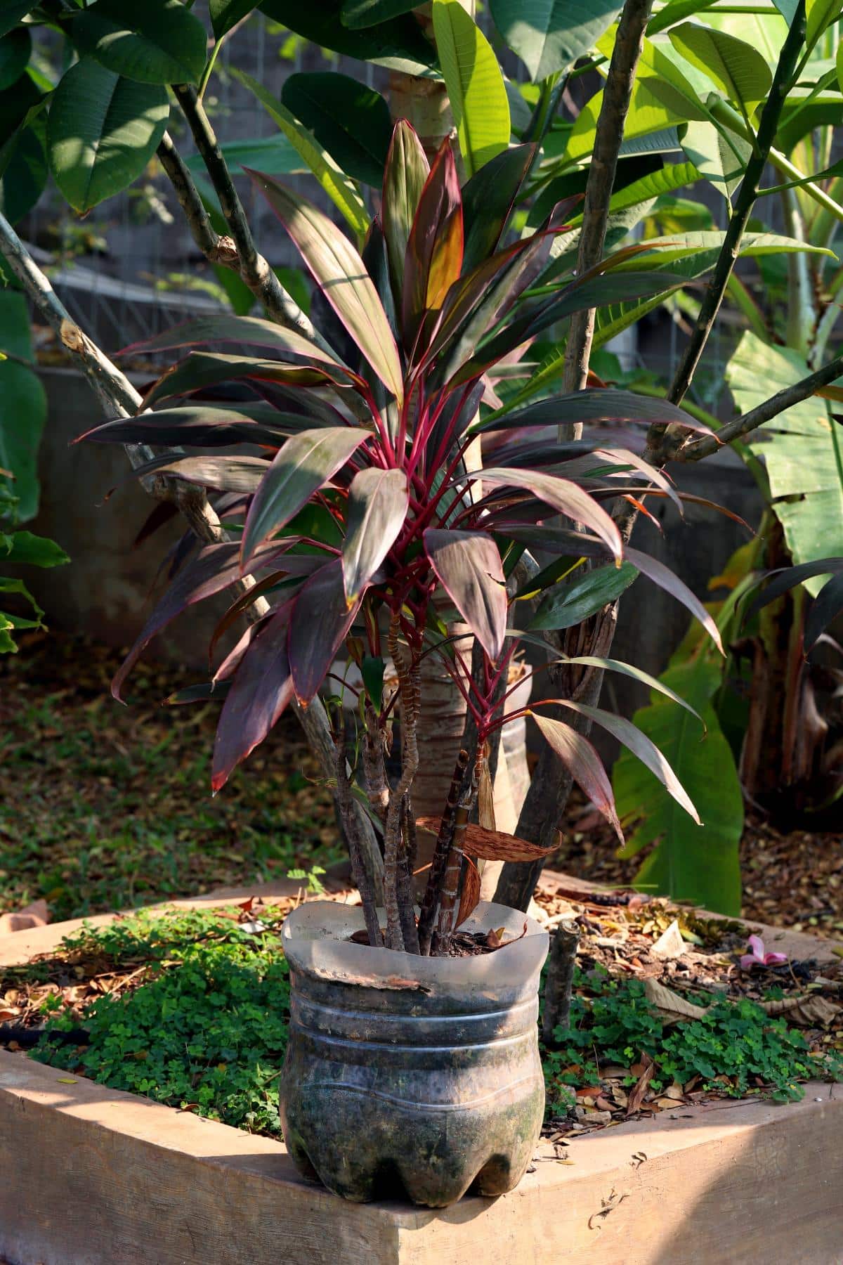 A potted houseplant outside for the summer