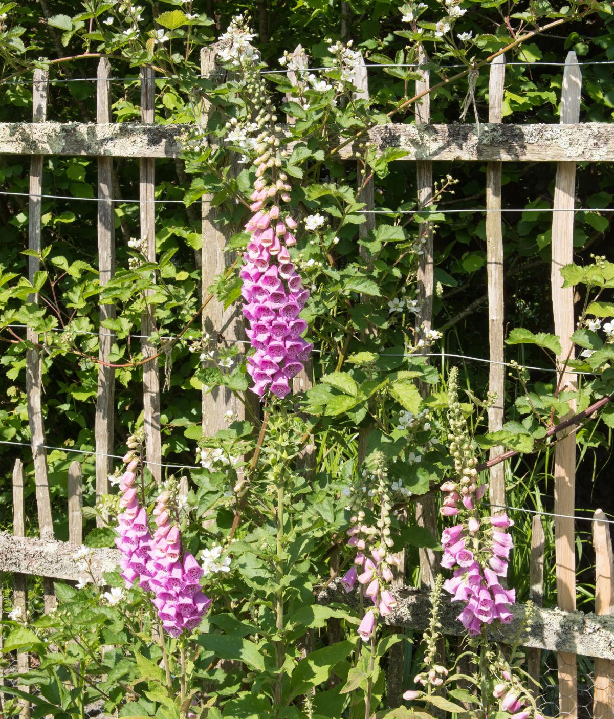 Pink foxgloves supported by a fence