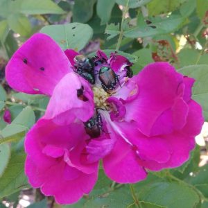 Japanese beetles on a rose.