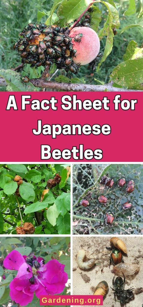 A Fact Sheet for Japanese Beetles pinterest image.