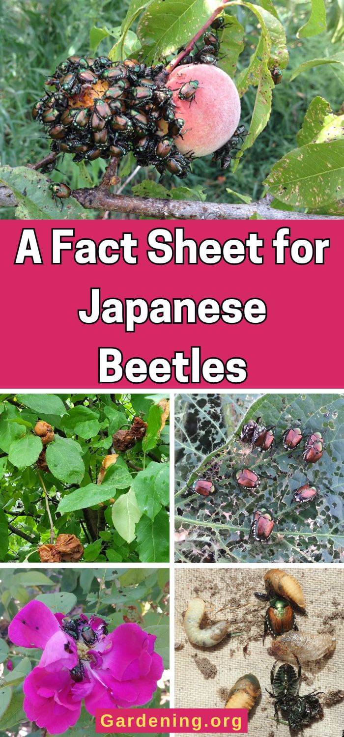 A Fact Sheet for Japanese Beetles - Gardening
