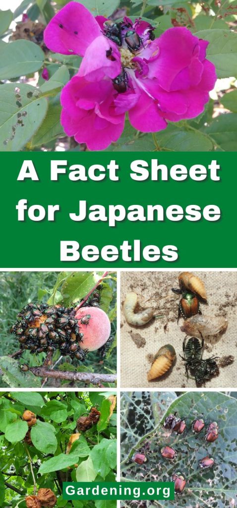 A Fact Sheet for Japanese Beetles pinterest image.