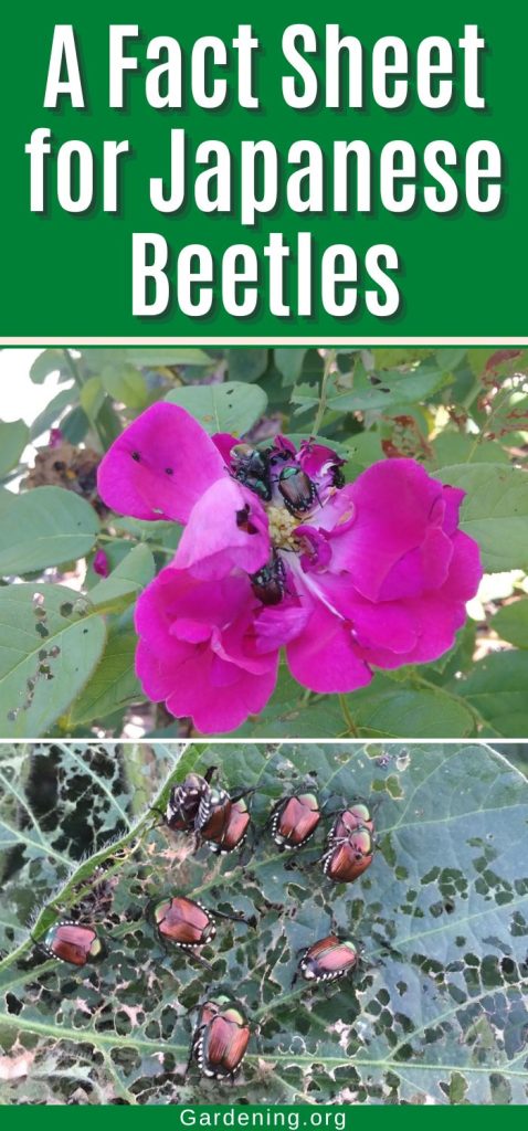 A Fact Sheet for Japanese Beetles pinterest image.