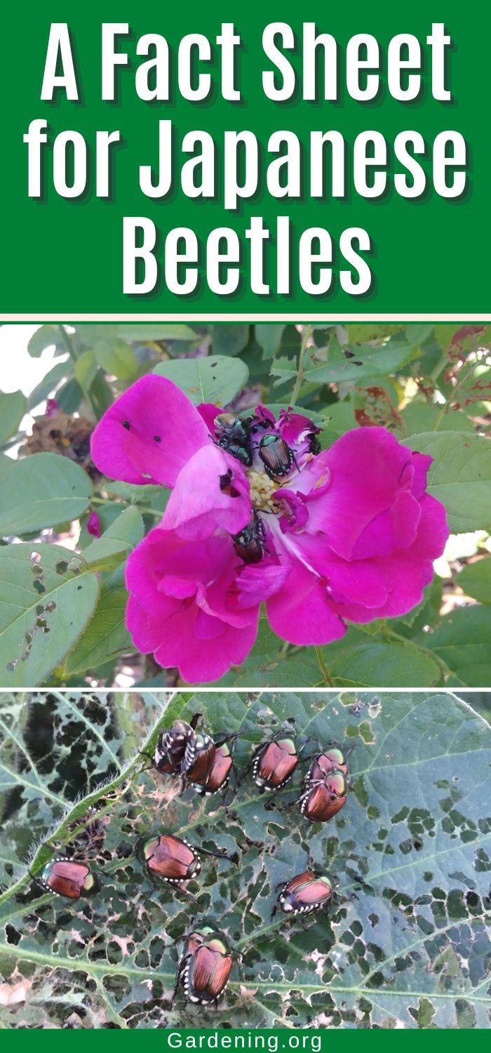 A Fact Sheet for Japanese Beetles - Gardening