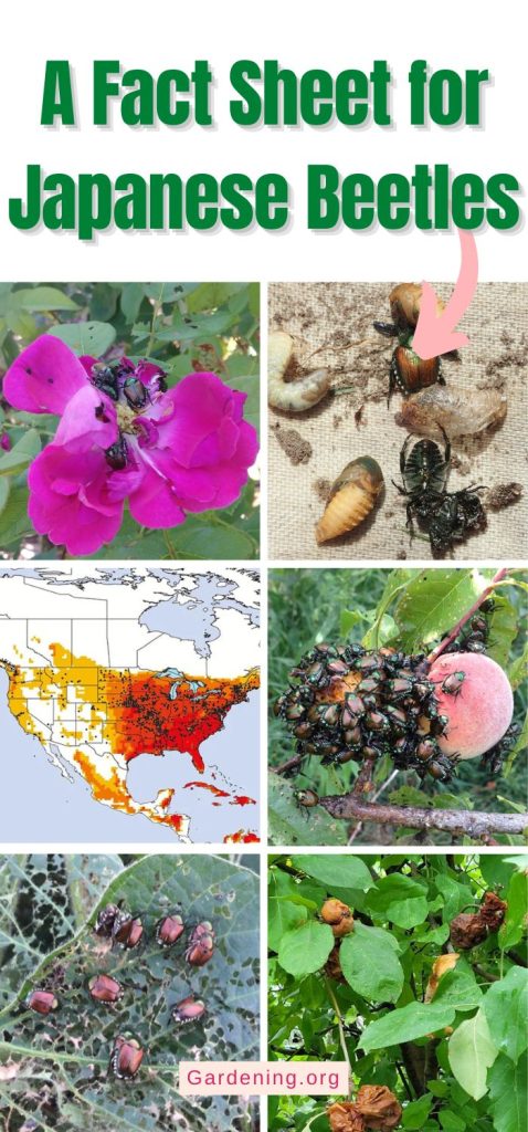 A Fact Sheet for Japanese Beetles pinterest image.
