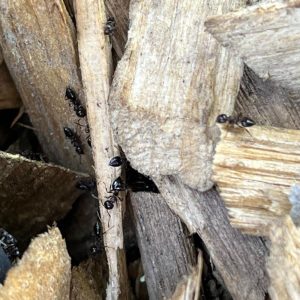 Ants In Wood Mulch
